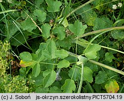 Laserpitium latifolium (okrzyn szerokolistny)