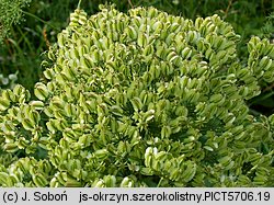 Laserpitium latifolium (okrzyn szerokolistny)