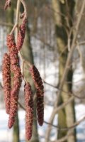 Alnus incana (olsza szara)