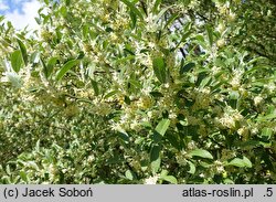 Elaeagnus umbellata Pointilla Sweet'n'Sour