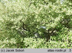Elaeagnus umbellata Pointilla Sweet'n'Sour