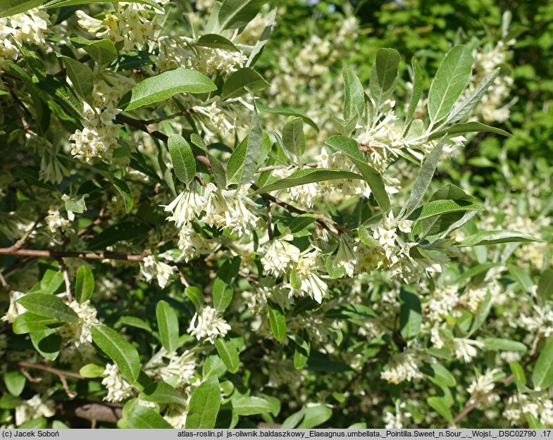 Elaeagnus umbellata Pointilla Sweet'n'Sour