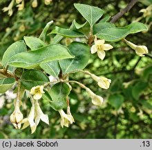 Elaeagnus multiflora (oliwnik kwietny)