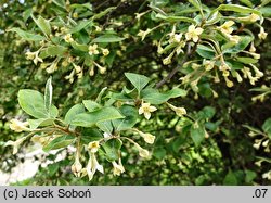 Elaeagnus multiflora (oliwnik kwietny)