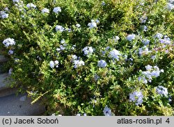 Plumbago auriculata (ołownik uszkowaty)