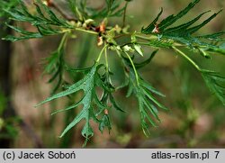 Alnus glutinosa Imperialis