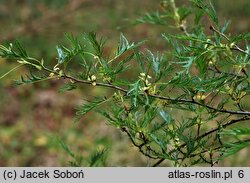 Alnus glutinosa Imperialis