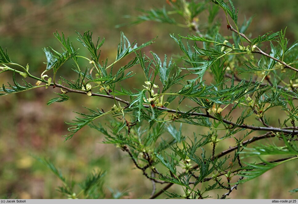 Alnus glutinosa Imperialis