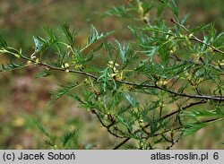 Alnus glutinosa Imperialis