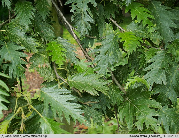 Alnus incana Laciniata