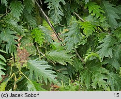 Alnus incana Laciniata