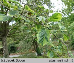 Alnus incana Foliis Aureomarginatis
