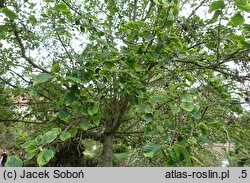 Alnus incana Foliis Aureomarginatis