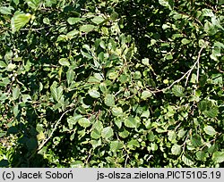 Alnus viridis (olsza zielona)