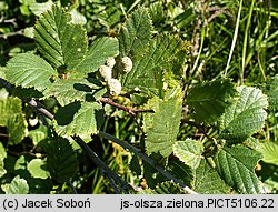 Alnus viridis (olsza zielona)