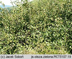 Alnus viridis (olsza zielona)