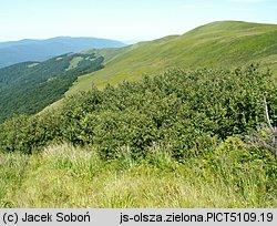 Alnus viridis (olsza zielona)