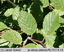 Alnus viridis (olsza zielona)