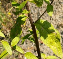 Inula conyza (oman szlachtawa)