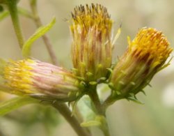 Inula conyza (oman szlachtawa)