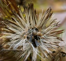 Inula conyza (oman szlachtawa)