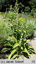 Inula helenium (oman wielki)