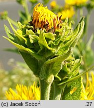 Inula helenium (oman wielki)