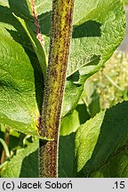 Inula helenium (oman wielki)