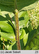 Inula helenium (oman wielki)