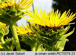 Inula helenium (oman wielki)