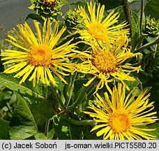 Inula helenium (oman wielki)