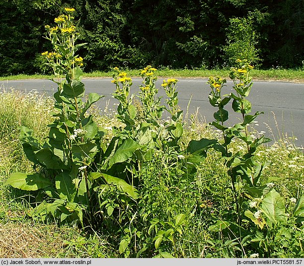 Inula helenium (oman wielki)