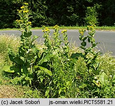 Inula helenium (oman wielki)