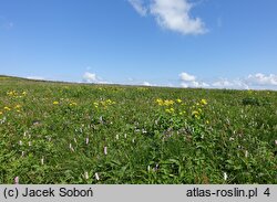 Doronicum austriacum (omieg górski)