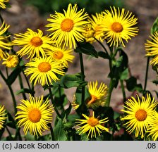 Doronicum cv. Finesse (omieg 