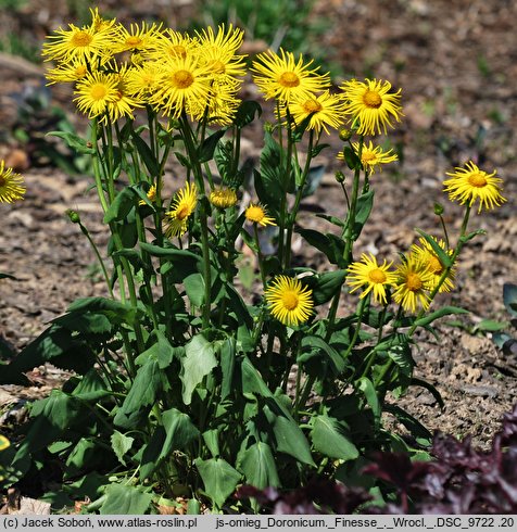 Doronicum cv. Finesse (omieg 