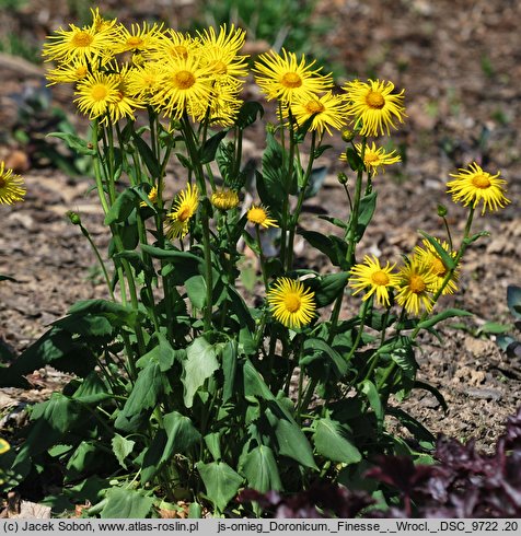 Doronicum ‘Finesse’ (omieg 