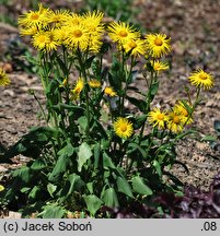 Doronicum cv. Finesse (omieg 