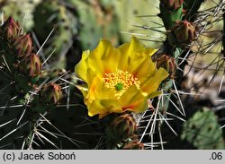 Opuntia phaeacantha var. camanchica ‘Longispina’