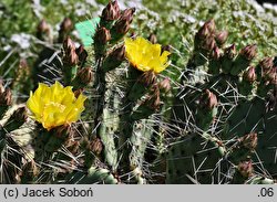 Opuntia phaeacantha var. camanchica ‘Longispina’