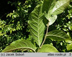Orixa japonica (oriksa japońska)