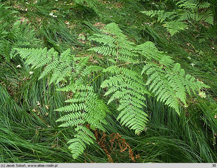 Pteridium aquilinum