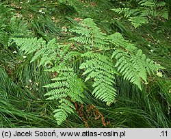 Pteridium aquilinum