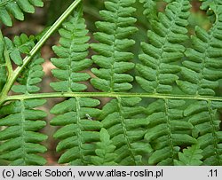 Pteridium aquilinum