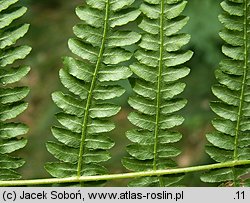 Pteridium aquilinum