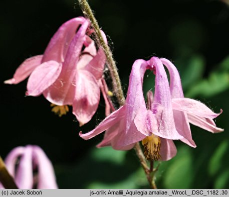 Aquilegia amaliae (orlik amalii)