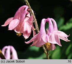 Aquilegia amaliae (orlik amalii)