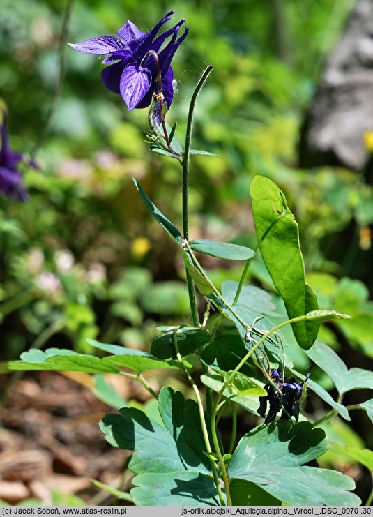 Aquilegia alpina (orlik alpejski)