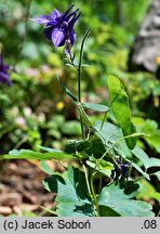 Aquilegia alpina (orlik alpejski)