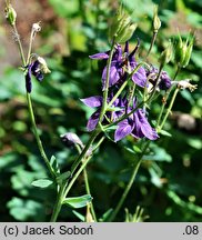 Aquilegia alpina (orlik alpejski)